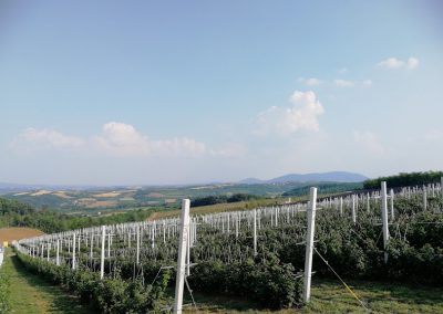 Berry Production