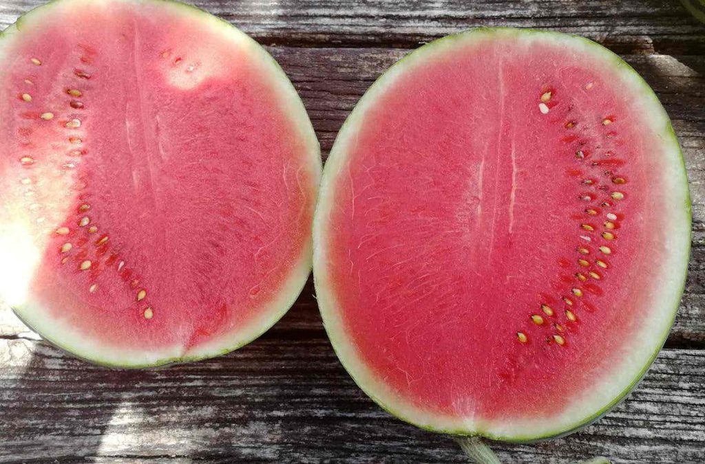 The largest watermelon plantations in Serbia