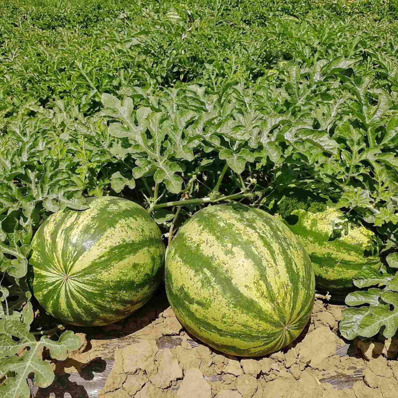 The largest watermelon plantations in Serbia — AVITAL group