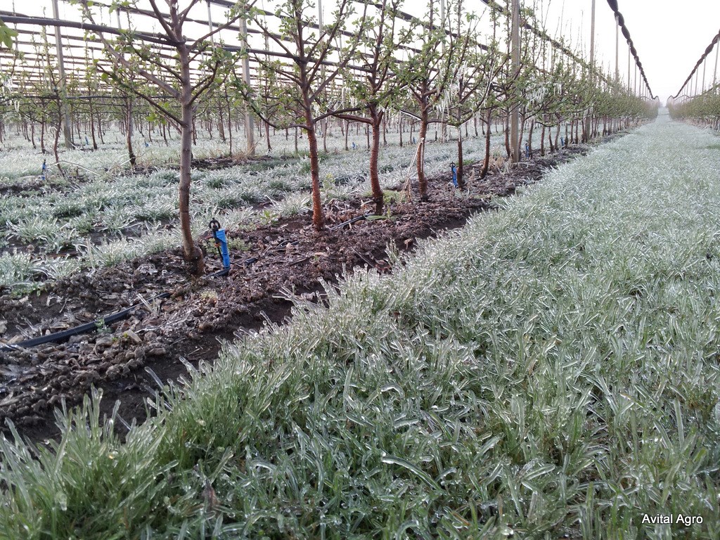 Frost protection and mitigation 1