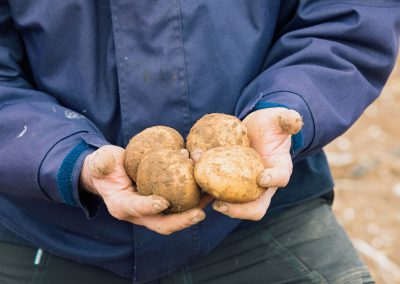 Produce higher potato yields via precision irrigation