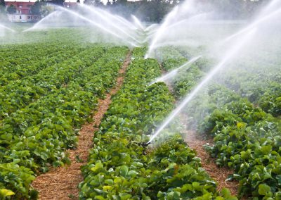 In Serbia, only 1.5 percent of the agricultural land is irrigated